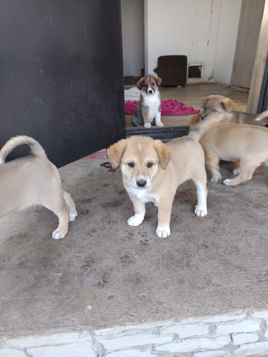 Отдам щенков в хорошие руки