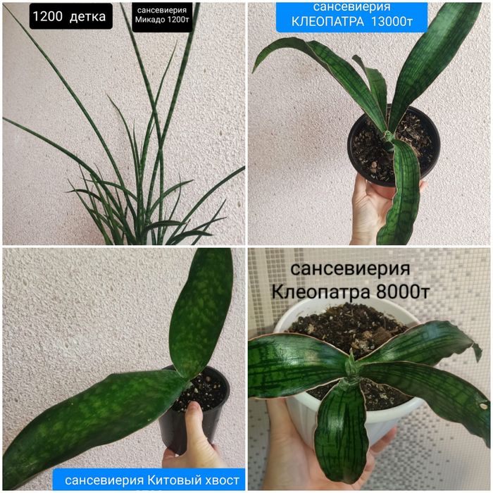 Сансевиерия 1400т на ватсап писать