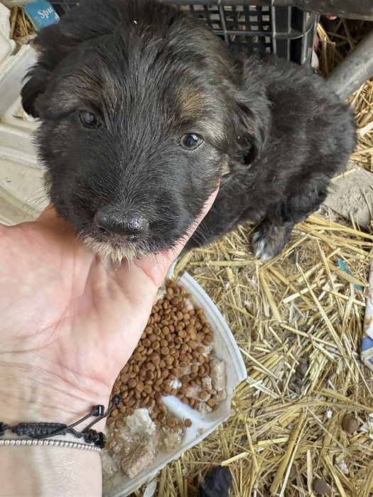 Adopții cățeluși