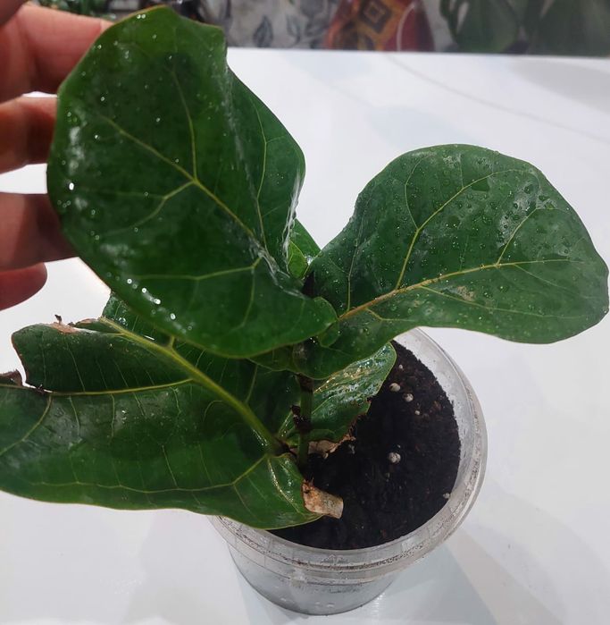 Продам фикус Лирата