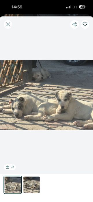 Алабай күшігі сатылады ұрғашы