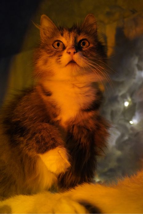 Кошка в добрые руки