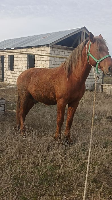 Айғыр  сатылады.