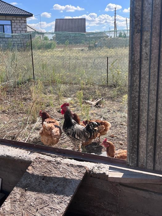 Продам кур Ломан Браун