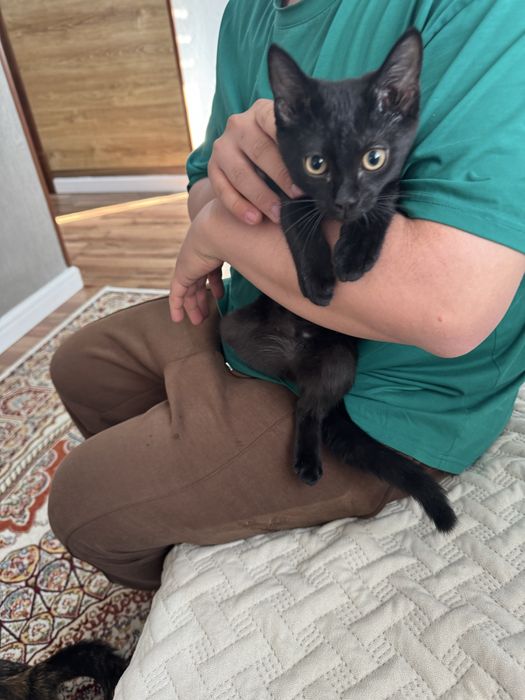 Отдам котика в добрые руки