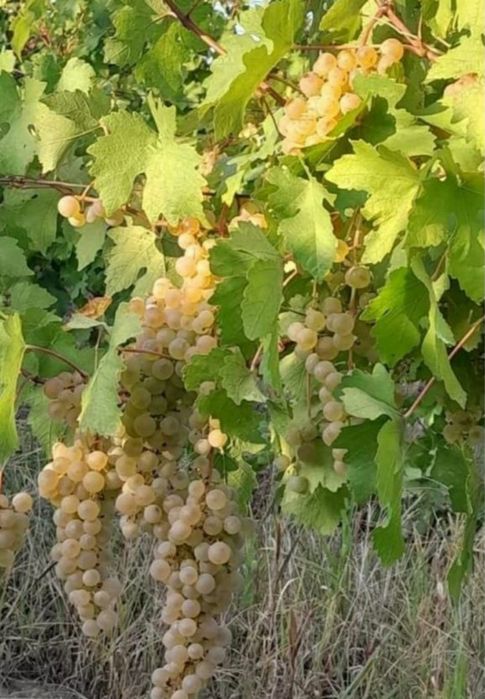 Struguri de vin (Feteasca, Ottonel, Merlot, Sovinion, Cabernet