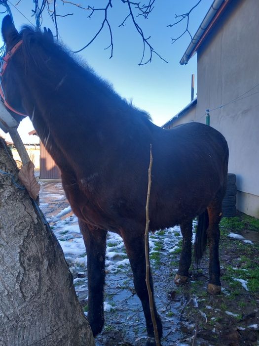 Vând iepe , 3 iepe ai un cal