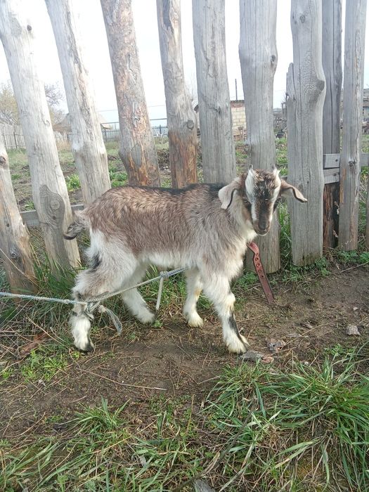 Коза  с козликом