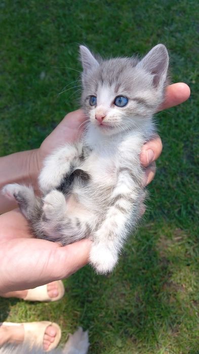 Отдам котят хорошим людям
