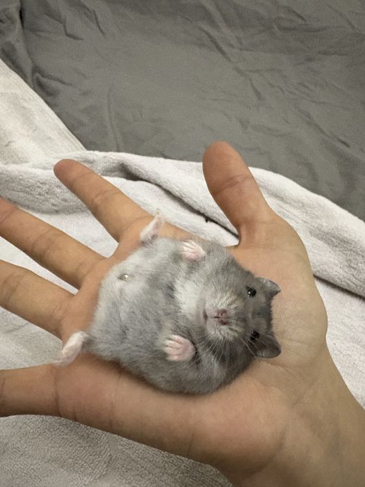 Джунгарский хомяк