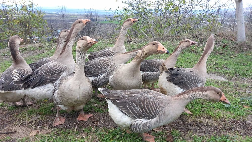 Продавам гъски/патки