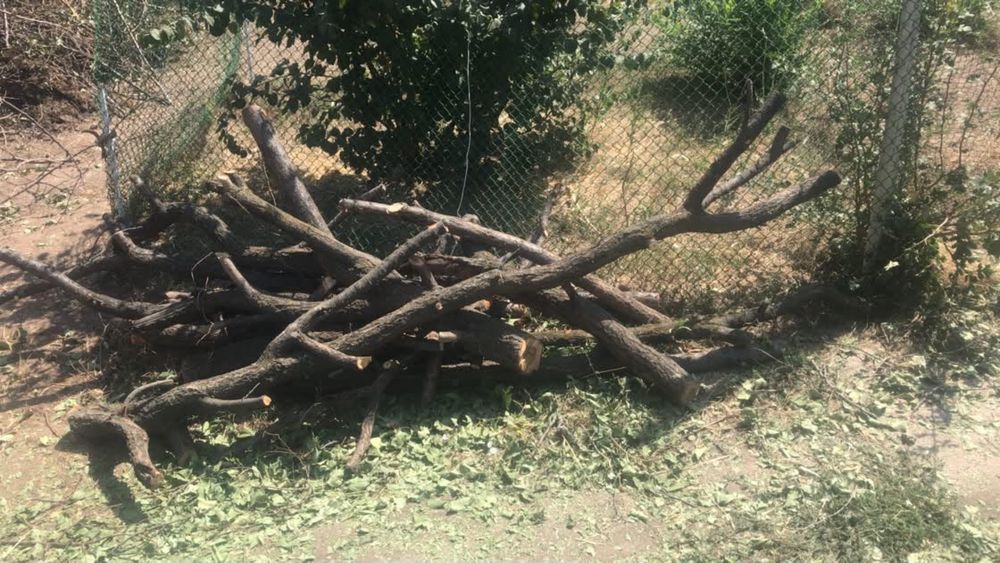 Срочно продам дрова урюк и карагач