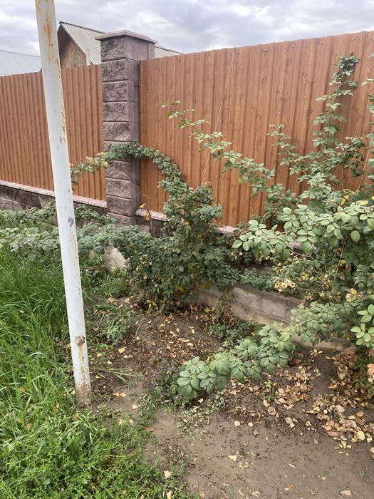 Продам вьющие розы бутоны крупные и белые