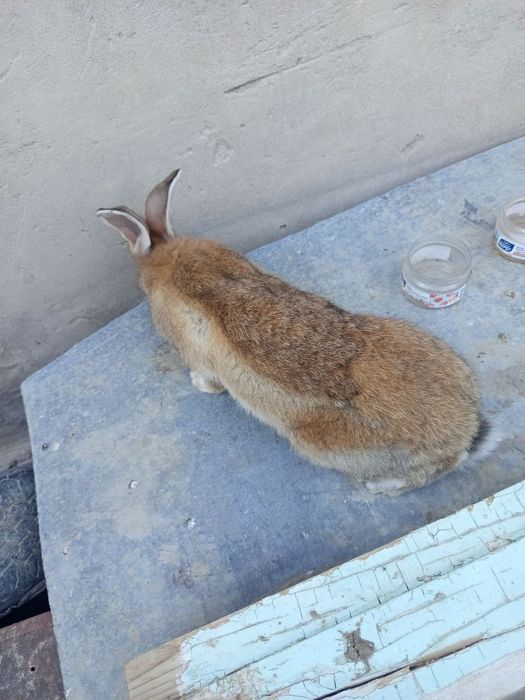 Кролики домашние