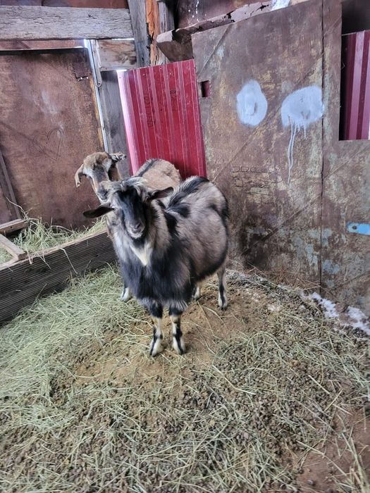 Продам козла  породы