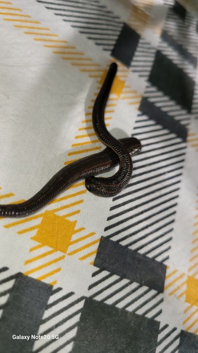 Zuluklar Rasseske optim narxda sifatle va arzon