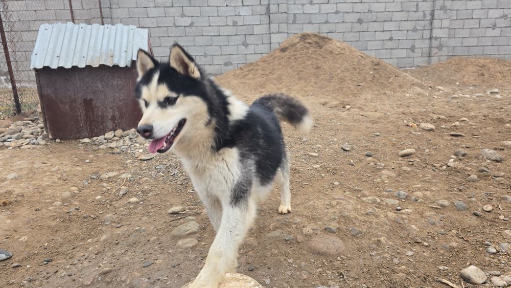 Хаски продаётся!!!