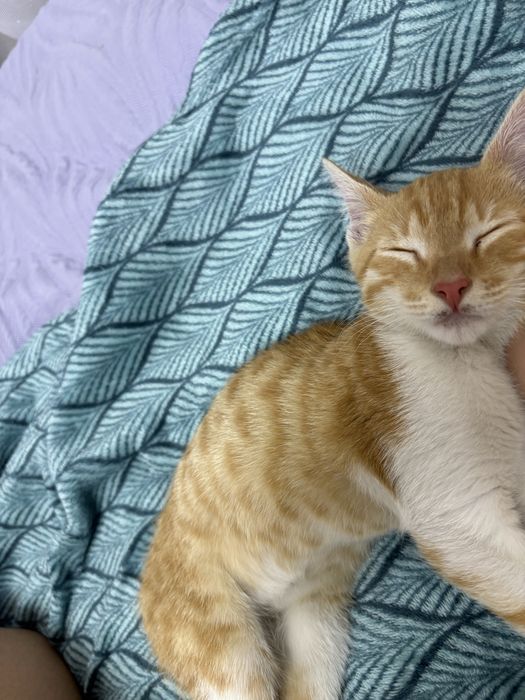 Продам маленького рыжего кота