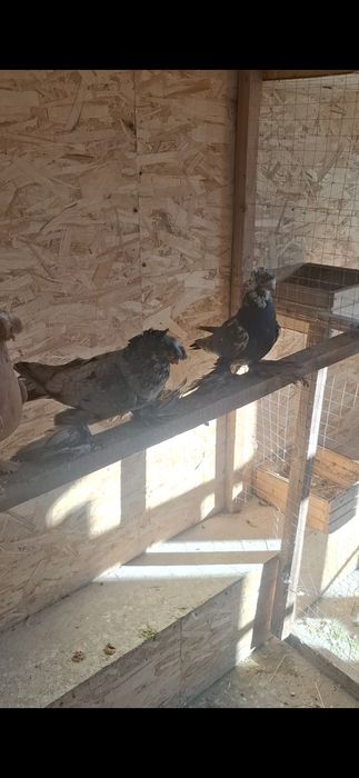 На продажу пара на игру