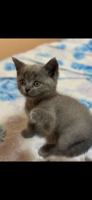 шотландски клепоухи и британски котенца