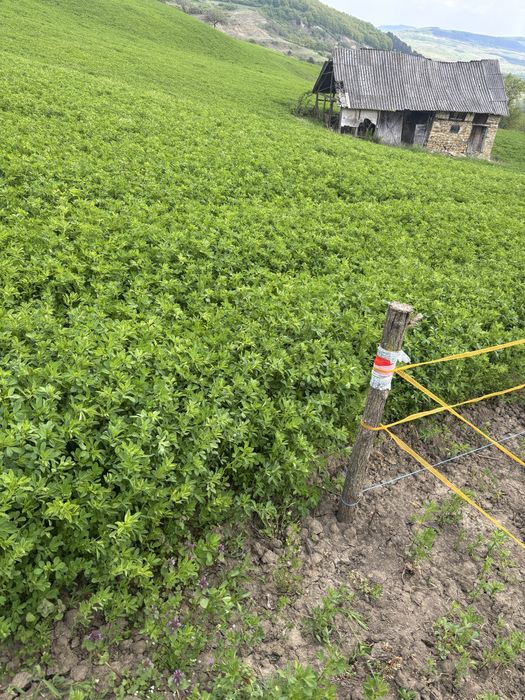Lucerna de vanzare  pentru cosit