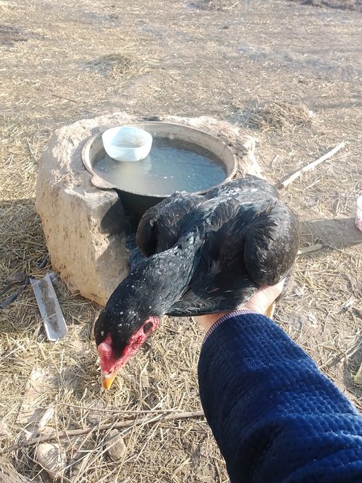 Bedana par Makiyon tuxumda qiziqqanlar