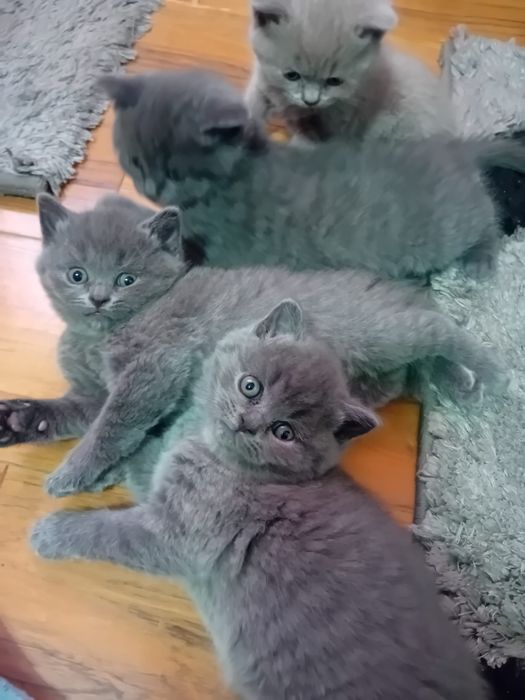 De vânzare Pisicuță British Shorthair