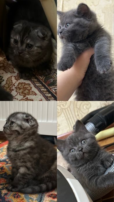 Aqilli muloyim momiq igrushkadek mushukchalar