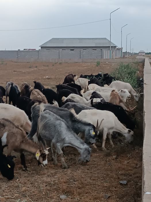 43 бас ешкі шыбыштар бар