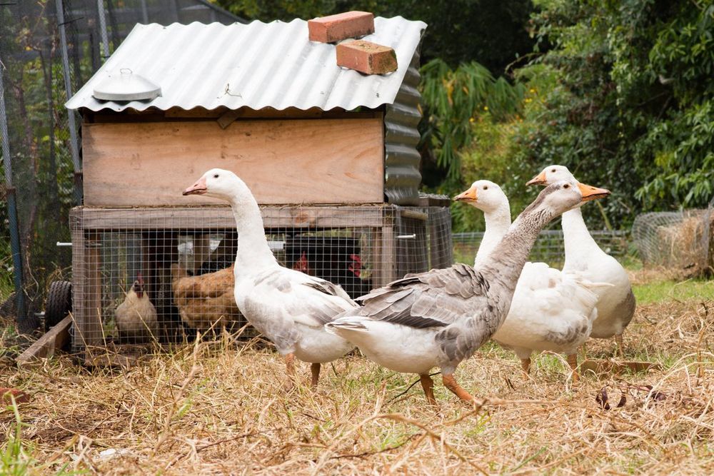 Продается домашние гуси