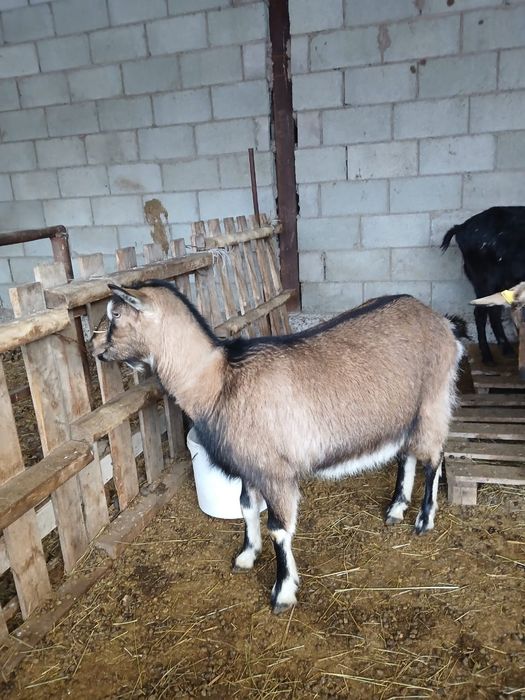 Ешкі теке козы лақ