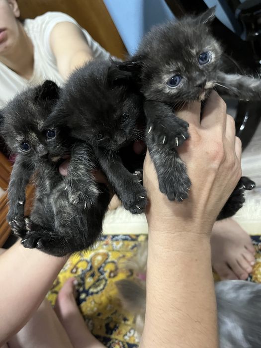 Котята пародистые