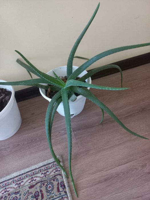 Продается домашные цветы