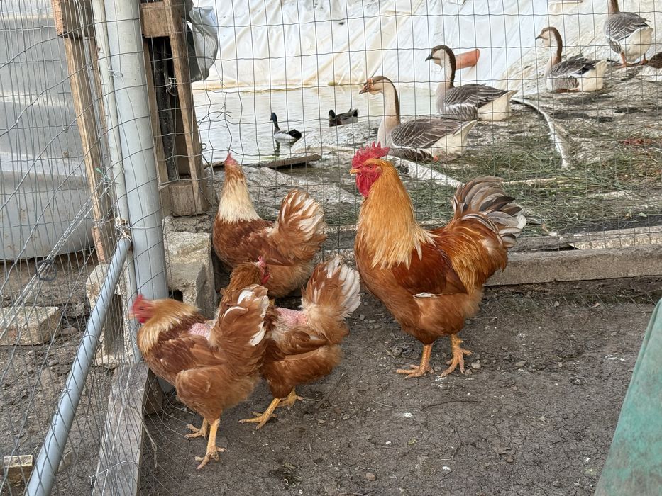 Vând ouă de găină New Hampsire