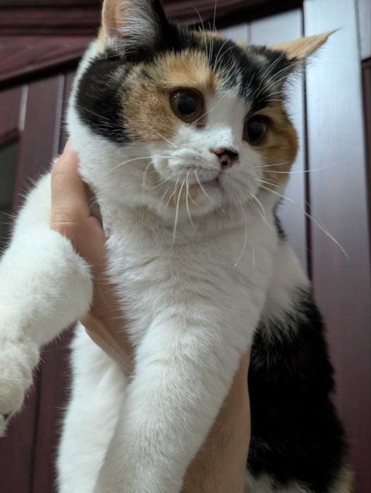 Продам котят Scottish Straight Шотландцы Скоттиш страйт