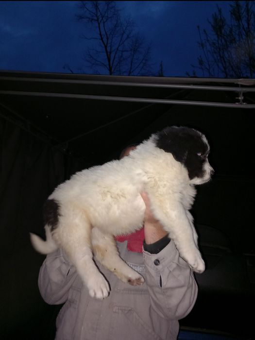 Căței ciobanesti romanesti de bucovina