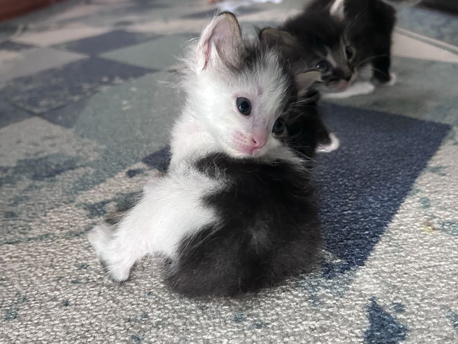 Отдам котят в добрые руки