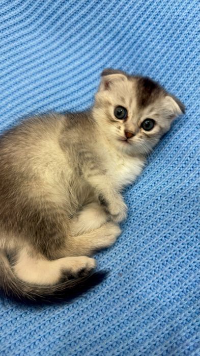 Продаётся серебристая  шиншилла