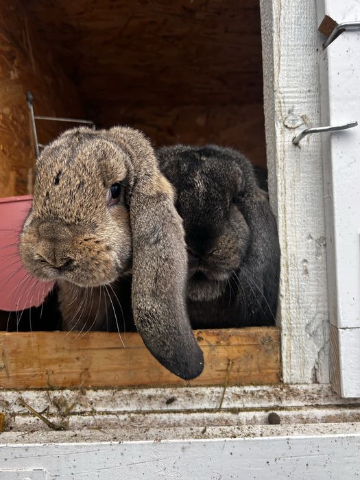 Iepuri berbec german