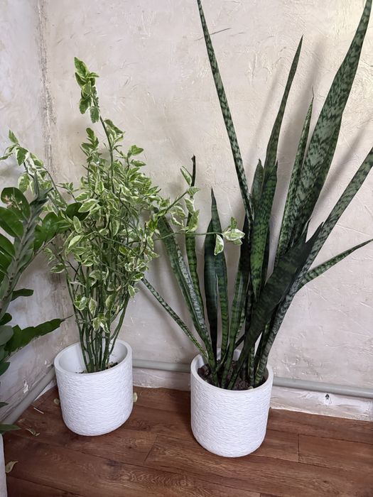 Продам педилантус