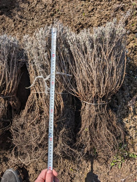 Butași de lavandă anul 1, 3 lei butașul