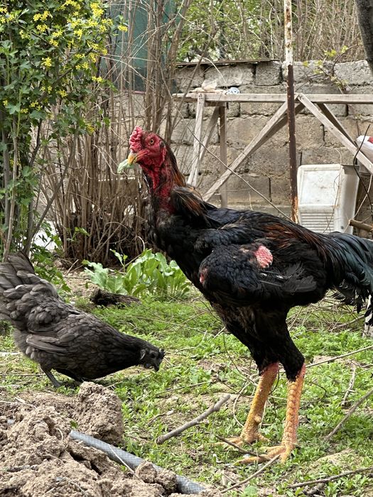 Boboqi xoroz  11 oylik