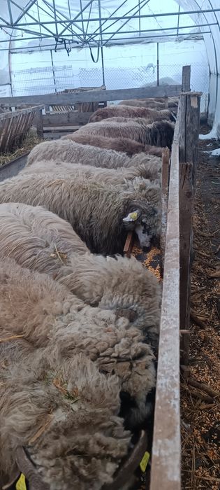 Vând oi 25 bucăți 10.00