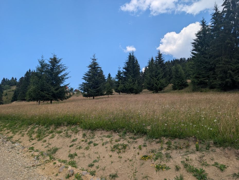 Teren de vânzare  Tihuta, 750mp  lângă Castel Dracula