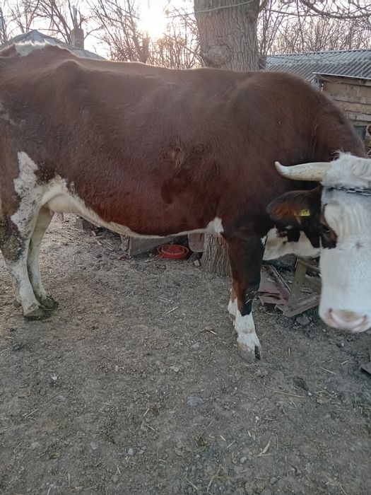 Vând 4 vaci în Ștefănești,Călărași