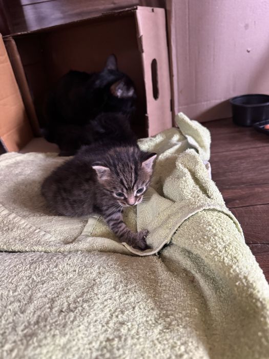 Отдам котят в добрые руки