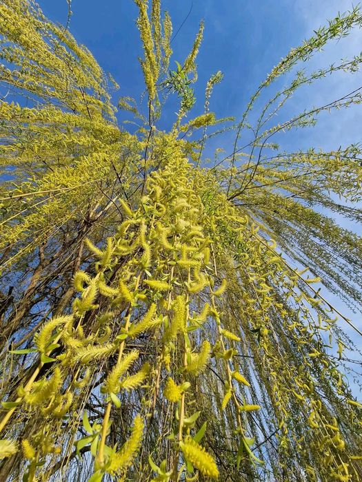 Vând mestecan alb  sălci pletoasă molid brad salcâm la un preț bun