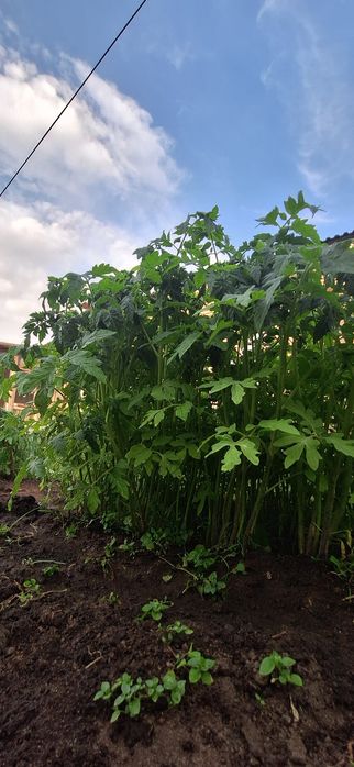 Продаю рассаду лучших сортов!