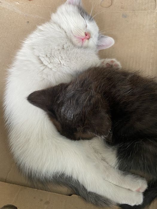 Отдам котят бесплатно