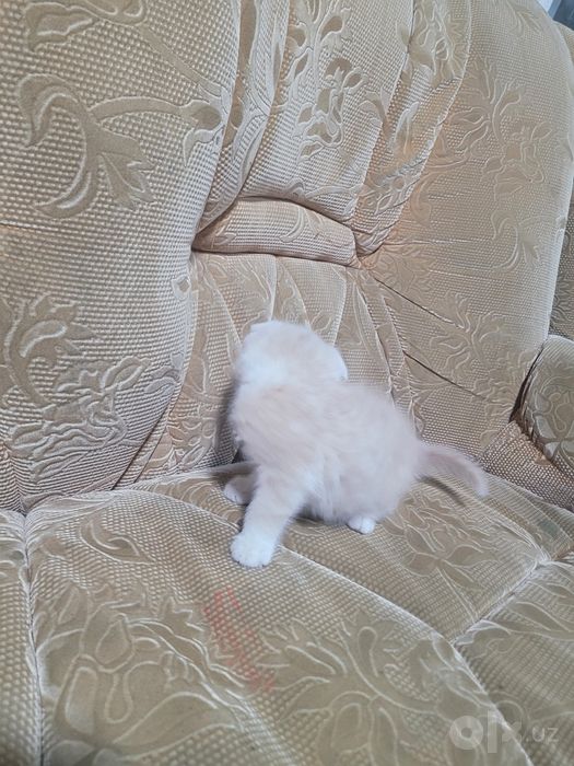 Продам Котёнок кот